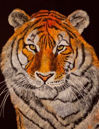 Tiger, Acryl/&Ouml;l auf Leinwand, 70 x 80 cm